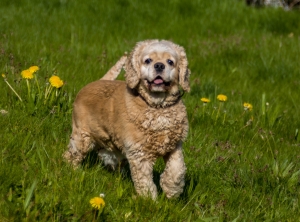 Cocker américain